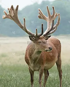 鹿鹿转身离去