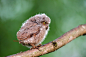 Photograph Baby owl by Limm yangmook on 500px