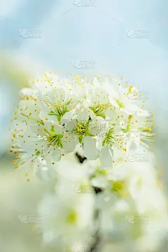立春开花，梅花花蕾多绒，白颜色近