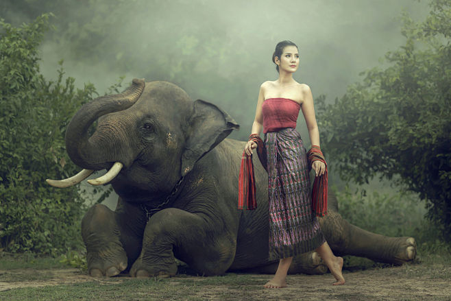 Elephant with asian ...