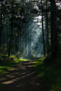 一般3744x5616自然树肖像显示路径森林阳光斑驳的阳光阳光阴影