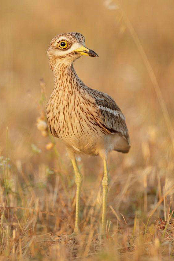 鸻形目石鸻科大石鸻属石鸻