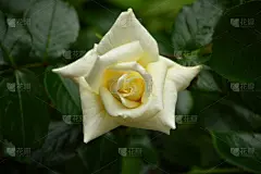 白色,玫瑰,美,水平画幅,无人,花头,鲜花盛开,仅一朵花,白玫瑰马铃薯,摄影