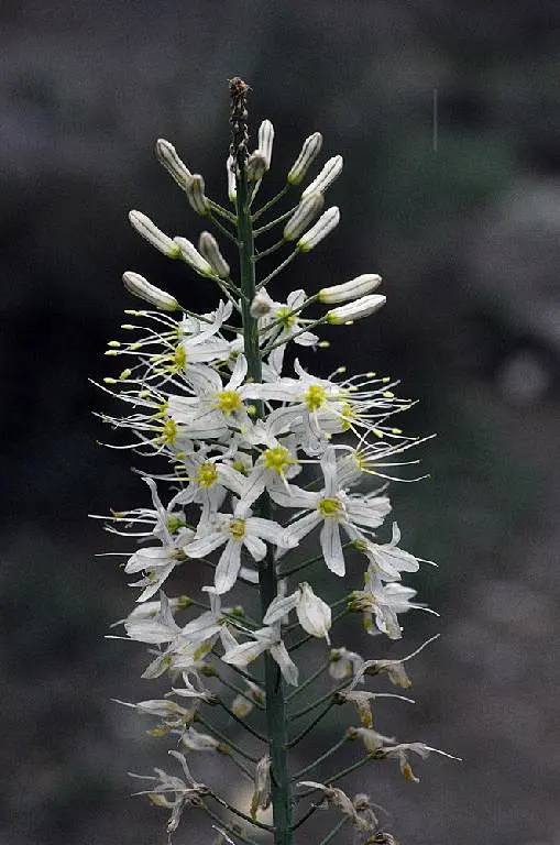 中文学名 独尾草 拉丁学名 Eremurus chinensis O．Fedtsch． 科中文名 百合科 科拉丁名 Liliaceae 属中文名 独尾草属 俗名别名 形态特征 植株高60-120厘米；须根肉质柔软，长可达20厘米；叶条形，长10-30厘米，宽5-10(--15)毫米，先端长渐尖或钝；花葶粗壮，高68一120厘米，光滑；总状花序长20--50厘米，苞片白色，膜质，狭披针形，先端具尾状芒尖，具1条褐色纵脉；花梗上端有关节，倾斜开展；花被片白色，近倒披针形，中部具1条深