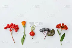 秋天的花组成。植物荚、月桂、浆果、罗汉花、彩色的叶子孤立在白色背景上。秋季天然植物生态壁纸概念。平放
