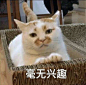 求这只猫的表情包_斗图吧_百度贴吧