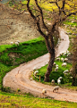 Toscana | About A Tree