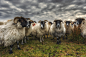 Autonomous Sheep by Pascal Bobillon on 500px