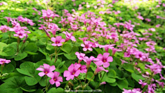 Bing-L采集到植物