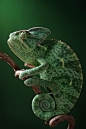 Green chameleon