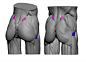 greater trochanter psis posterior superior iliac spine ecorche bony landmarks of the femur butt bones and body proportions anatomy for sculptors