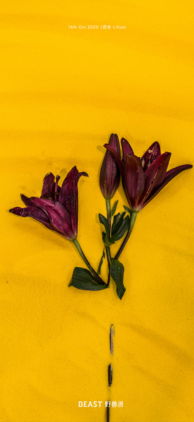 野兽派一支冷艳高贵的黑百合花语是孤傲