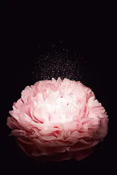 定香牡丹