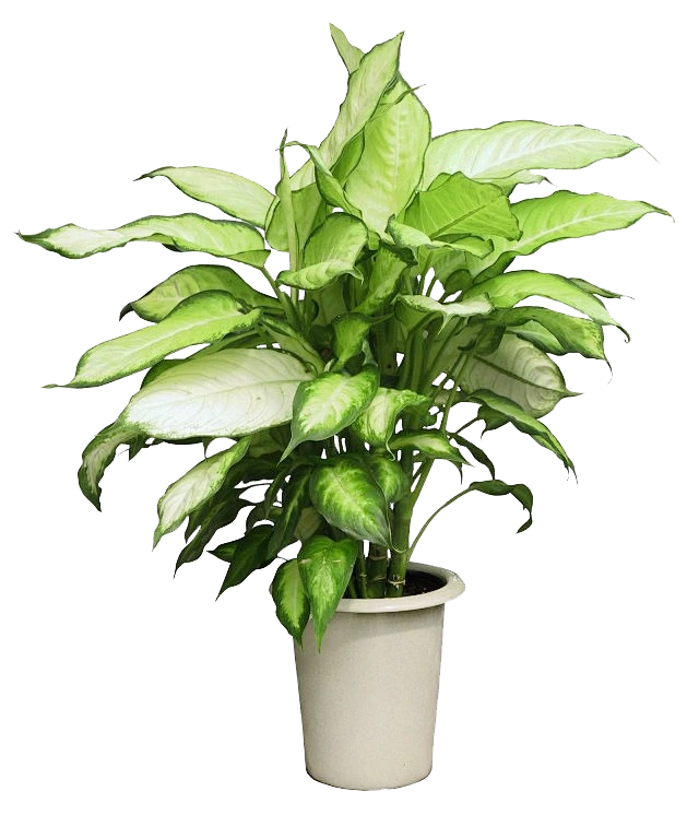 植物png-2图片_png素材/杂物集图片素材-花瓣网