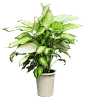 植物 绿植 盆栽素材png抠图