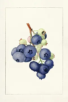 美国农业部水彩画水果画册