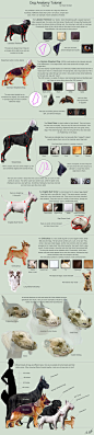 dog_anatomy_tutorial_2_by_sleepingdeadgirl