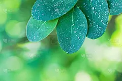 叶与滴水