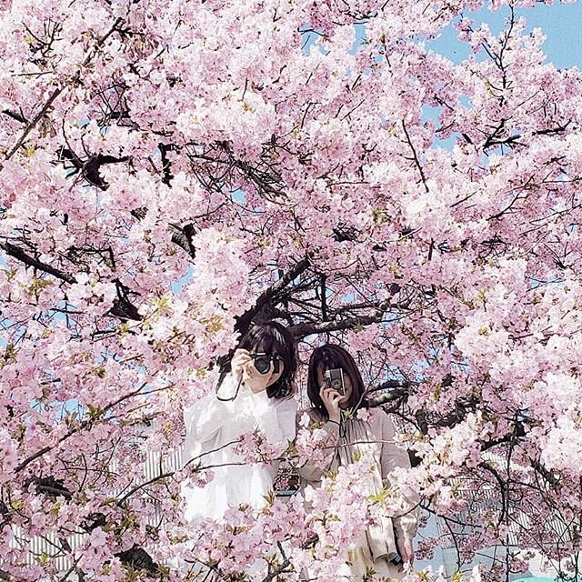 満開の桜