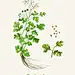 免扣 植物花卉 香菜 淡彩水色 水彩插画PSD 植物花卉|香菜|水色