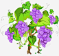 手绘葡萄树 元素 免抠png 设计图片 免费下载 页面网页 平面电商 创意素材
