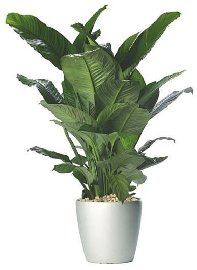 Spathiphyllum wallis...