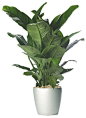 Spathiphyllum wallisii "peace lily"