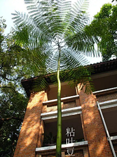紫薇花花花采集到植物景观