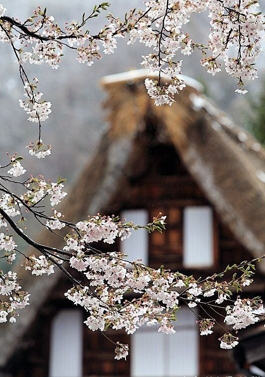 #素材#风花雪月。 ​​​​