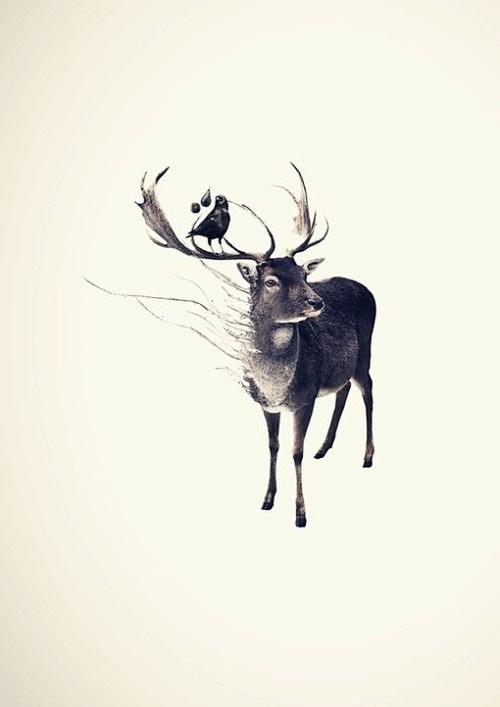 迷鹿.,迷鹿,鹿,插画,孤独