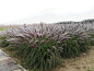 14.‘长穗’狼尾草(Pennisetum alopecuroides 'Changsui')