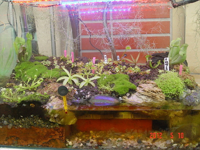 让人惊艳的食虫植物缸！！！