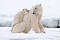 General 2200x1461 nature polar bears snow