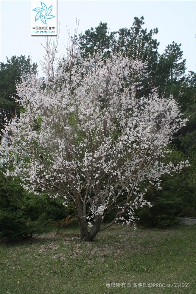 山杏 Prunus sibirica (L.) Lam. 中国植物图像库