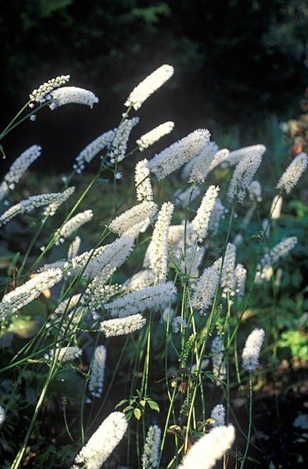 类叶升麻干的白珍珠。
Actaea ma...