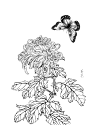 菊花 (27)