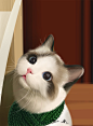 猫咪