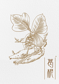 设形意CHUN-采集到包装插画/图案