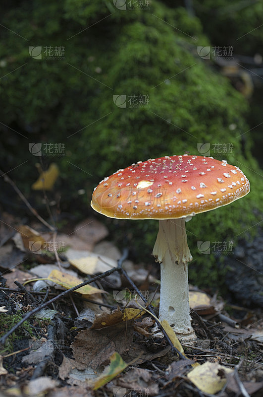 伞菌菇