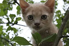 橙色小猫在树叶，背景，壁纸。