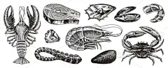 甲壳类, 虾, 龙虾或小龙虾, 蟹爪。河流湖泊或海洋生物。淡水水族馆。菜单的海报。刻在古老的复古素描