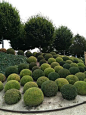 Boxwood Topiary Spheres.