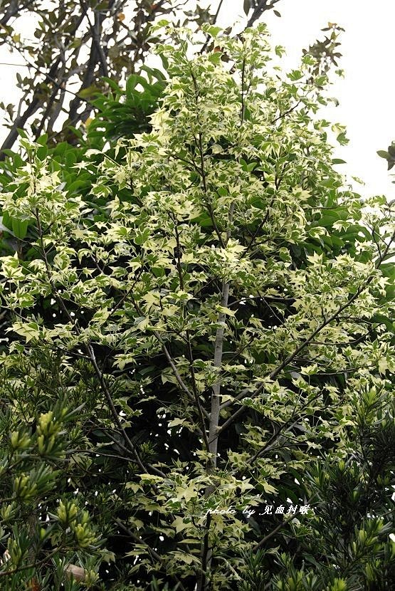 银色国王’北美枫香 Liquidambar styraciflua 'Silver King' 金缕梅科枫香树属，落叶乔木。 其为北美枫香 ...