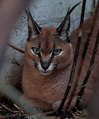 水果宾治武士V采集到猫科猛兽