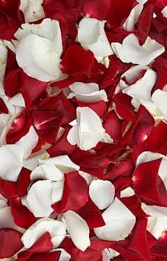 红白花瓣壁纸