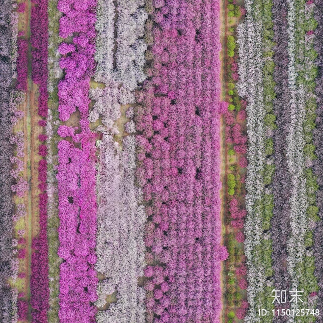 无缝花田花海贴图下载【ID:1150125748】_【知末网贴图库】-花瓣网