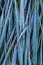 araknesharem：磨砂草由natureoflight Flickr上。灵感图
