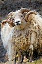 【动物写真】羊