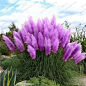 New Rare Purple Pampas Grass Seeds Ornamental Plant Flowers Cortaderia Selloana Grass Seeds 500 Pieces / Lot: 