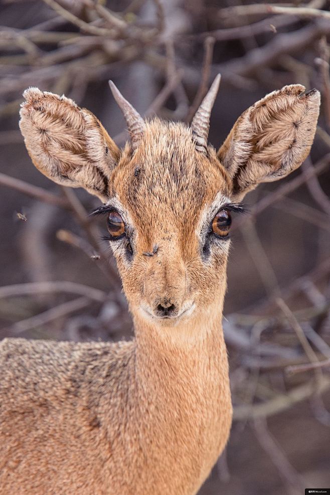 鹿 羚羊 婴儿 耳朵 毛皮 棕色 动物摄...